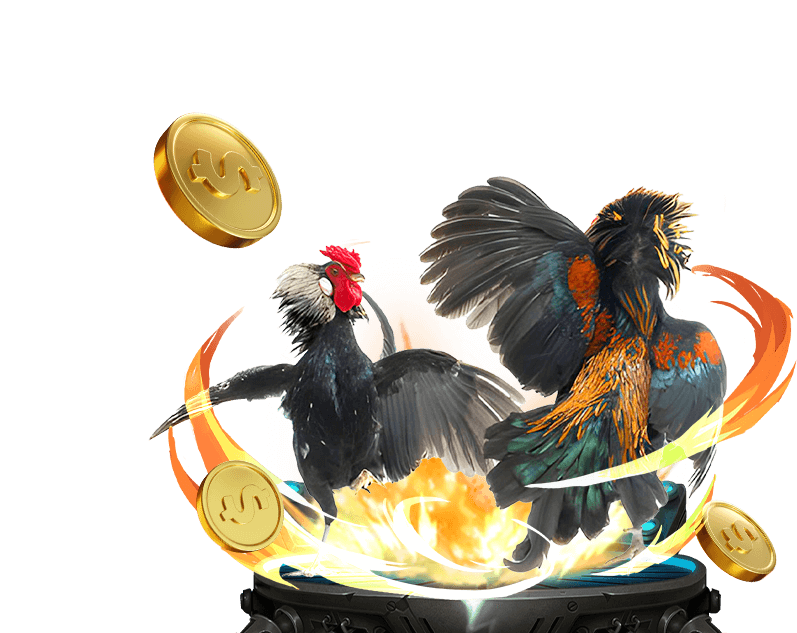 Đá gà ue9 - Trận đấu kịch tính