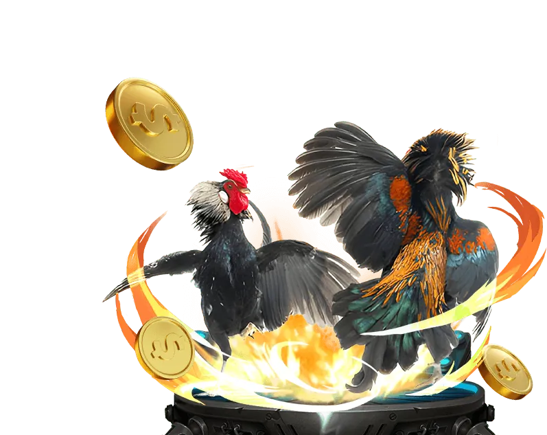 Đá gà ue9 - Trận đấu kịch tính